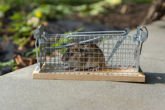 Mouse Trap Images – Browse 15,859 Stock Photos, Vectors, and Video