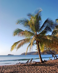 Fototapeta na wymiar Palm tree and beach