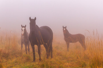 Autumn meadow fog horses