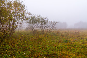 Autumn meadow fog