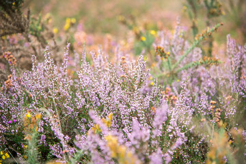 Obraz premium Purple plants in a summer forest.