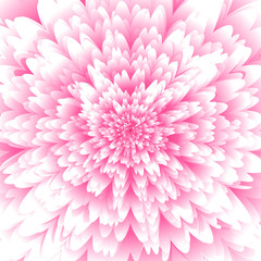 Abstract futuristic background, fantastic pink chrysanthemum  flower with lots of pink petals background.