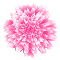 Abstract futuristic background, fantastic pink chrysanthemum flower with lots of rose petals