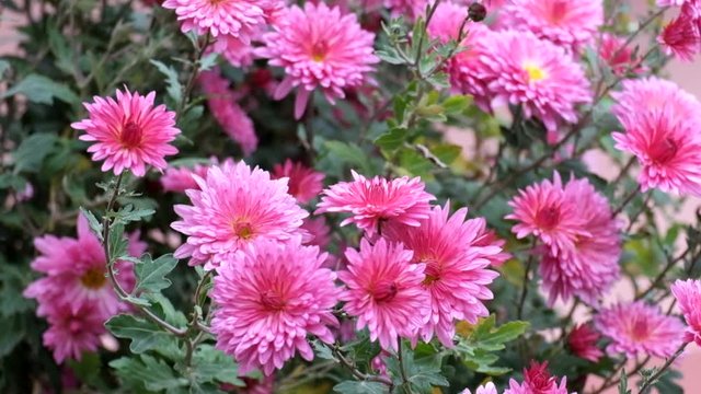 Purple chrysanthemum shakes a gentle breeze