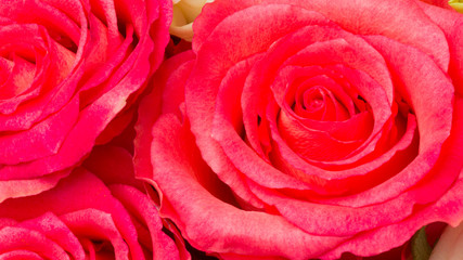 beautiful bright roses