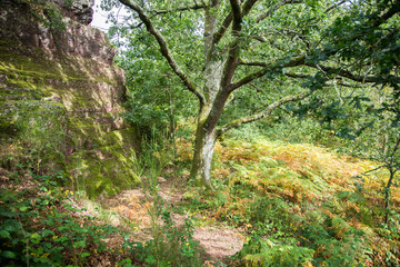 L'arbre de la forêt