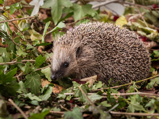 European hedgehog, Erinaceus europaeus, in green leaves of ivy