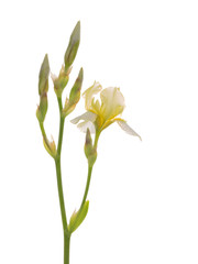 Fototapeta na wymiar beautiful white iris flowers