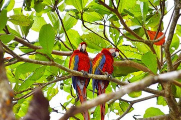 Macaw on a branch