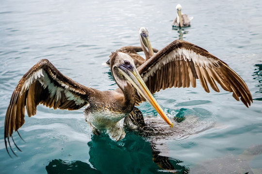 Isla De La Plata, Ecuador