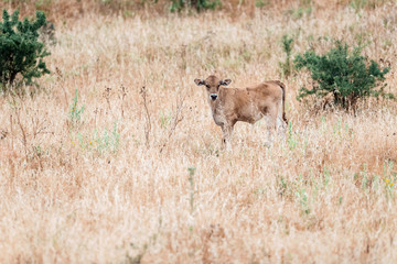 Naklejka na ściany i meble Calf standing in tall dry grass. Sardinia. Italy.