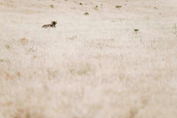 Dark cow with horns lying in yellow dry grass.