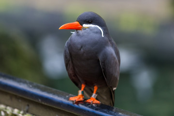 niedliche Vögel