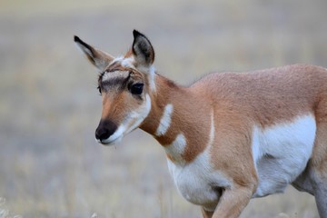 Baby Antelope