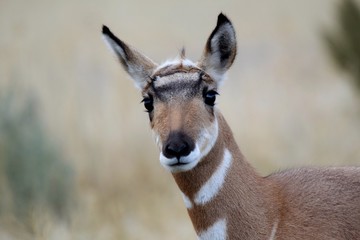 Baby Antelope