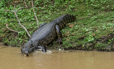 The Pampas (outside Rurrenabaque), Bolivia