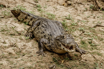The Pampas (outside Rurrenabaque), Bolivia