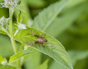 European garden spider