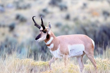 Antelope buck