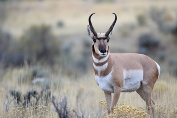 Antelope pose