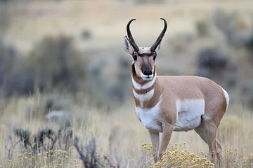 Meubelstickers Antilope pose © Ryan