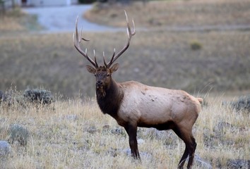 Bull Elk Posing