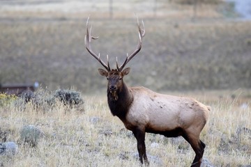 Bull elk pose