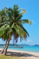 Fototapeta na wymiar Coconut palm on a tropical beach