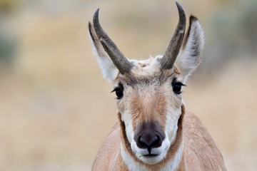 Antelope closeup