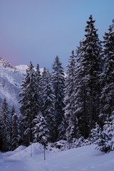 Winter forest. Tyrol, Austria