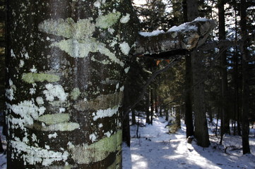 Winter forest. Tyrol, Austria