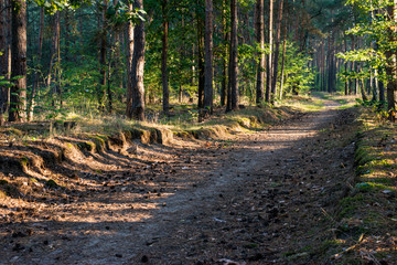 Waldweg