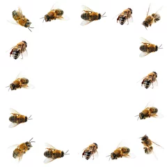 Fotobehang Honey bees on white background © Africa Studio
