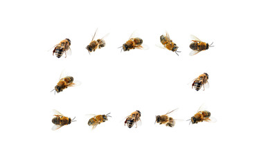 Honey bees on white background