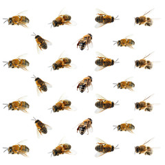 Honey bees on white background