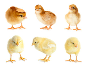 Collage with cute little chickens on white background