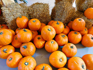 Die Kürbis Erntezeit