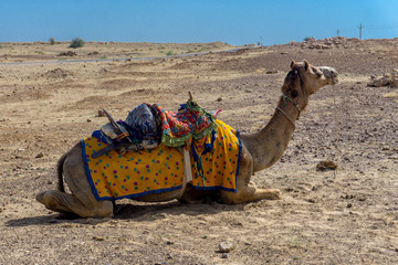 Fototapeta premium Thar Desert, Jaisalmer, India