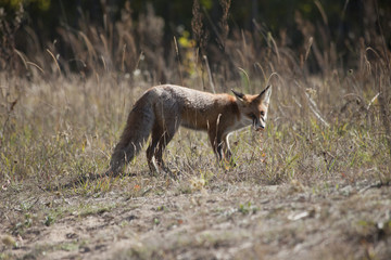wild red fox on the meadow