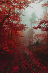 Obrazy na Plexi  Ścieżka w jesiennym złotym lesie