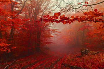 Obraz na płótnie Canvas Path in the autumn golden forest