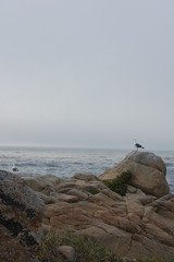 17 miles drive sea gulls