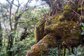 Cameron Highlands, Malaysia
