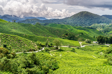 Hike up to Mt. Brinchang through Mossy Forest and Trail no 1