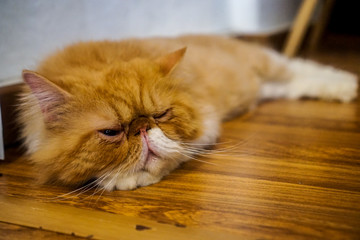 Fototapeta premium Georgetown (Penang), Malaysia