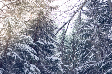 winter forest with a lot of snow