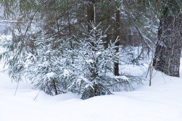 winter forest with a lot of snow