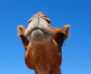 Camels in the desert