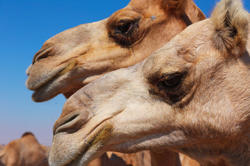 Camels in the desert