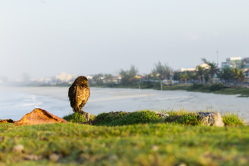 Owl near the beach